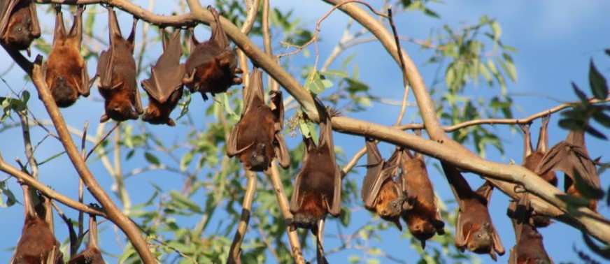 Flying foxes