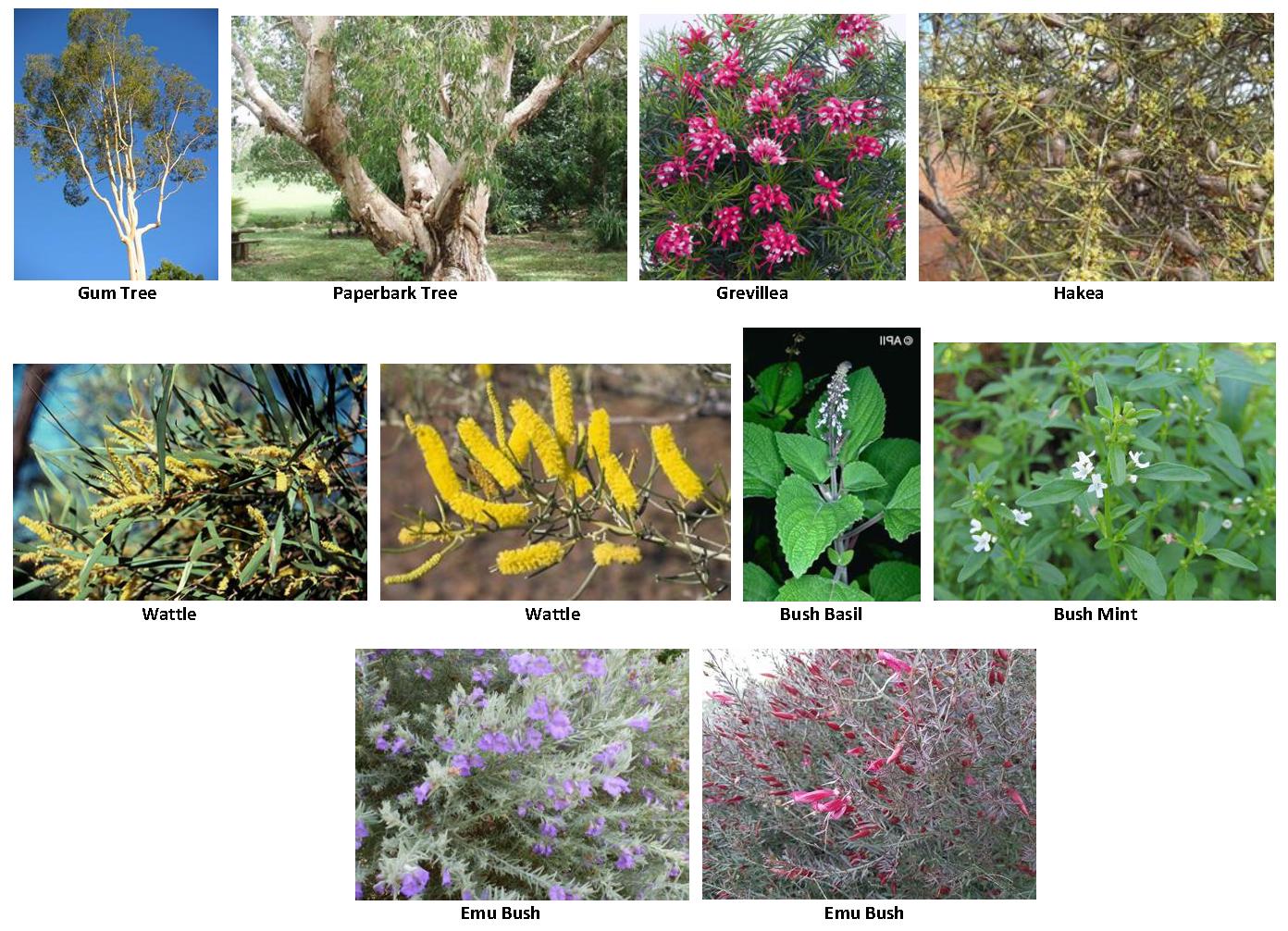 Native plants