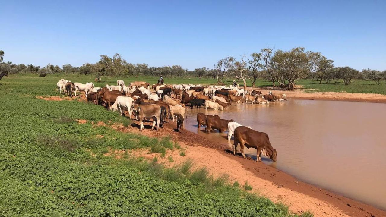 cows drinking